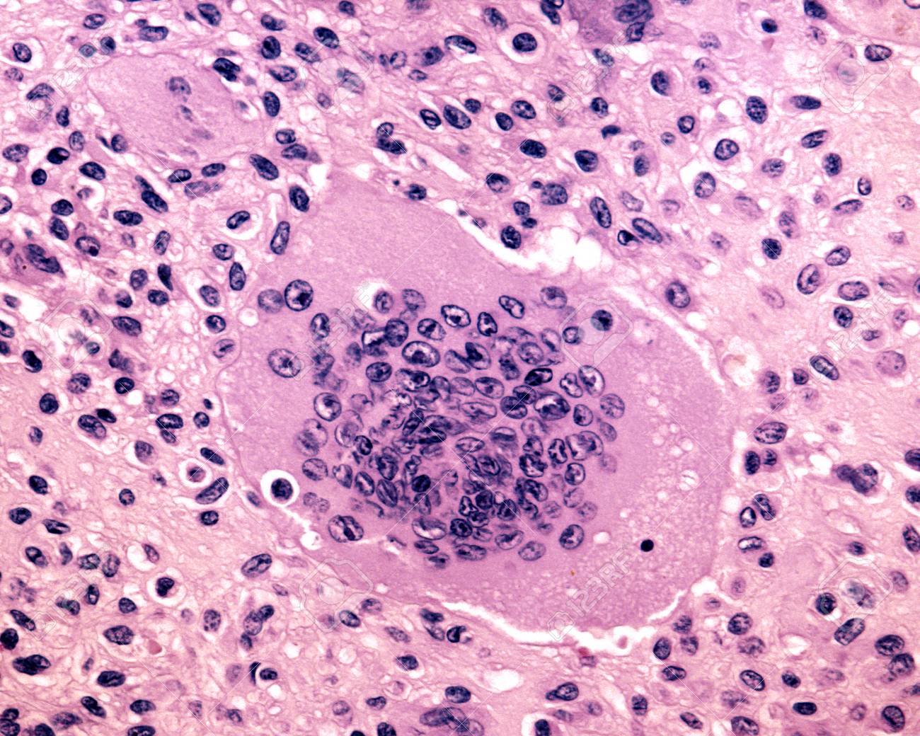 la-celula-m-s-grande-del-cuerpo-humano-descubre-su-funci-n-y